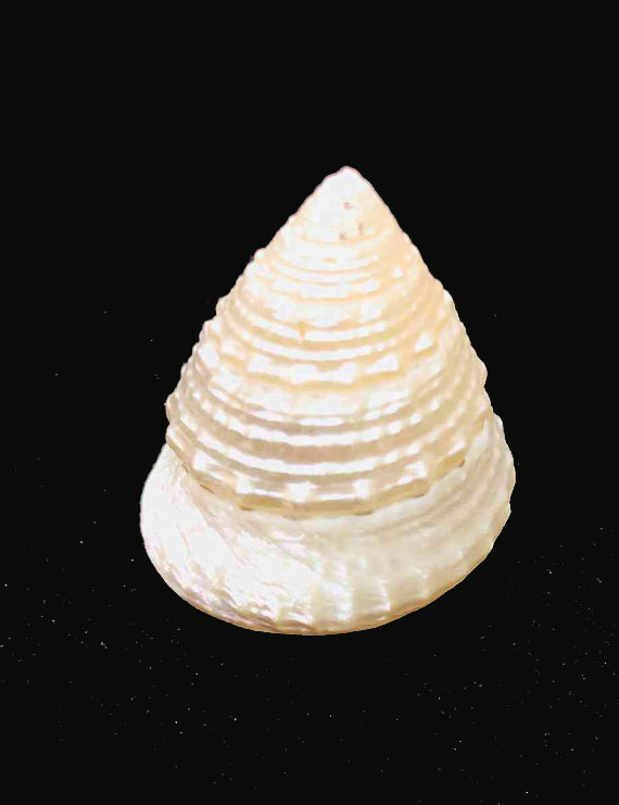 Natural Moti Shankh